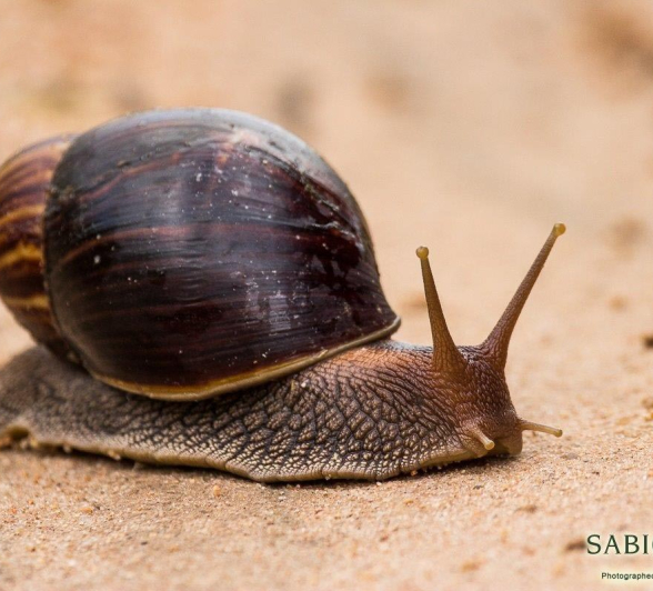 09Franscois Rosslee Snail Final 09Franscois Rosslee Snail Final