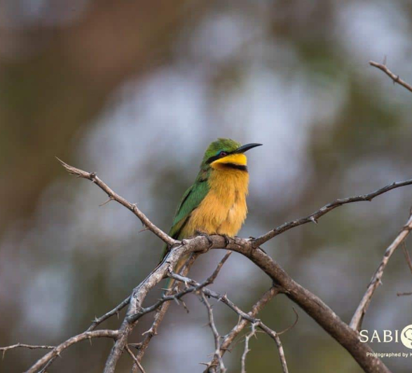 38Kevin Van Der Linde Little Bee Eater 2492018 Final 1 38Kevin Van Der Linde Little Bee Eater 2492018 Final 1