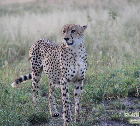 Louise Murray Cheetah 1 Louise Murray Cheetah 1