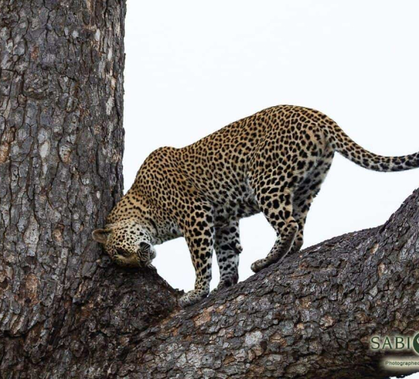 11Louise Murray Scotia 08042019 4 Final 11Louise Murray Scotia 08042019 4 Final