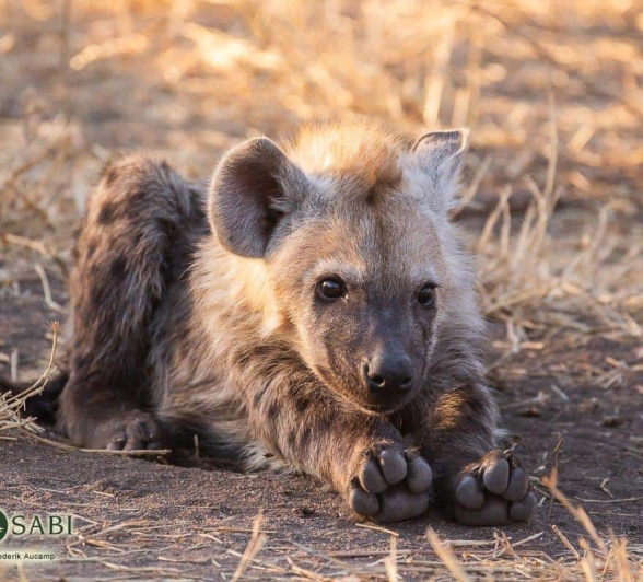 22Frederik Aucamp Spotted Hyena Cubs 05 07 2019 Final 22Frederik Aucamp Spotted Hyena Cubs 05 07 2019 Final