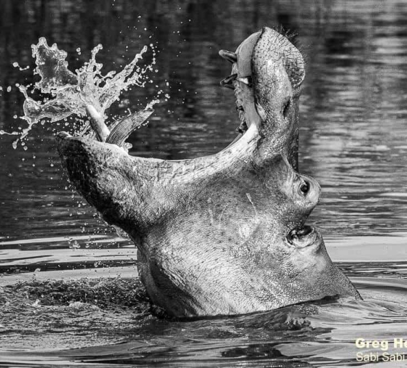 35Greg Heasman Hippo 23042020 Bw Final