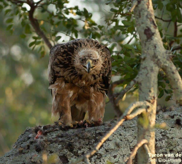17Tyron Van Der Walt Tawny Eagle W Genet Kill 280520 2 Final 17Tyron Van Der Walt Tawny Eagle W Genet Kill 280520 2 Final