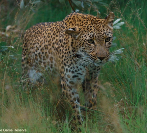 19Ally Ross 20210324 Kegilia 03 Final 19Ally Ross 20210324 Kegilia 03 Final