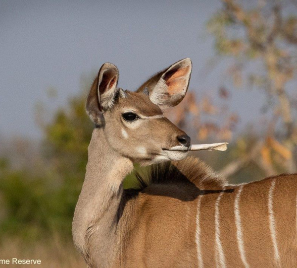 A43Ronald Mutero Kudu 05082021 4 Final