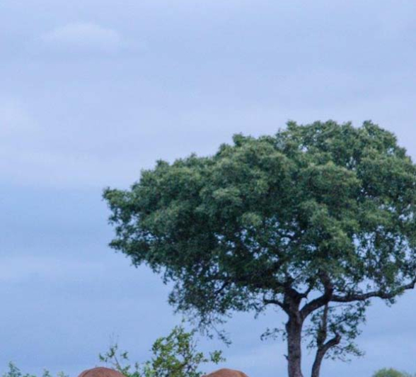 Steve WB Impal2 Steve WB Impal2