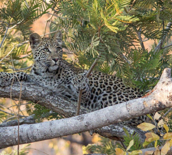 11Franscois Rosslee LBC1 1 Of 1