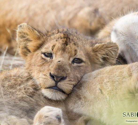 35Franscois Rosslee Sp Final