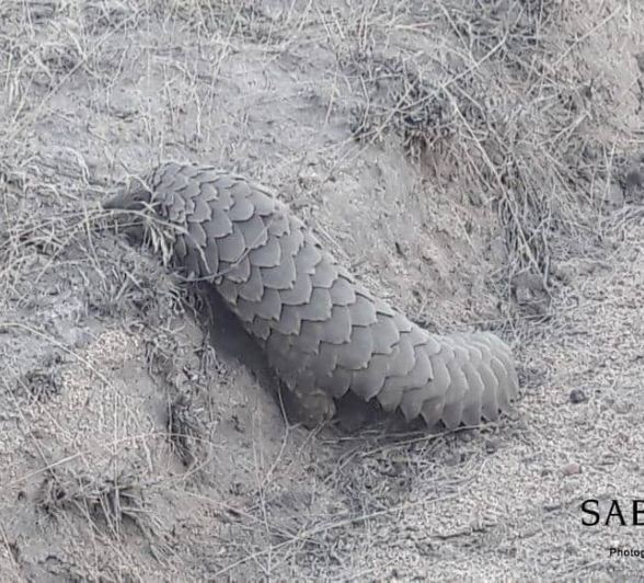 03Bethuel Mkonto Pangolin 29102018 8 Final 03Bethuel Mkonto Pangolin 29102018 8 Final