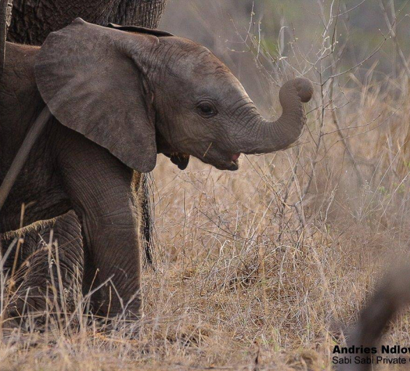 38andries Ndlovu Elephant Calf 131119 1 Final 38andries Ndlovu Elephant Calf 131119 1 Final