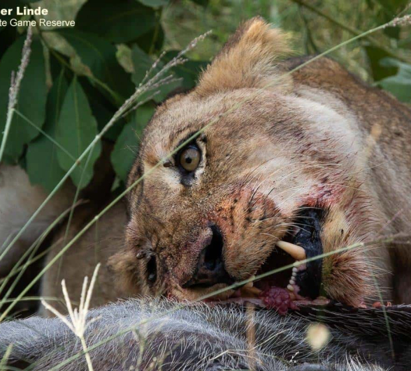 08Kevin Van Der Linde Lions SP 06022020 3 Final 08Kevin Van Der Linde Lions SP 06022020 3 Final