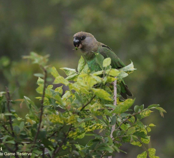 08Marco Vietti Brown Headed Parrot 081220  Final