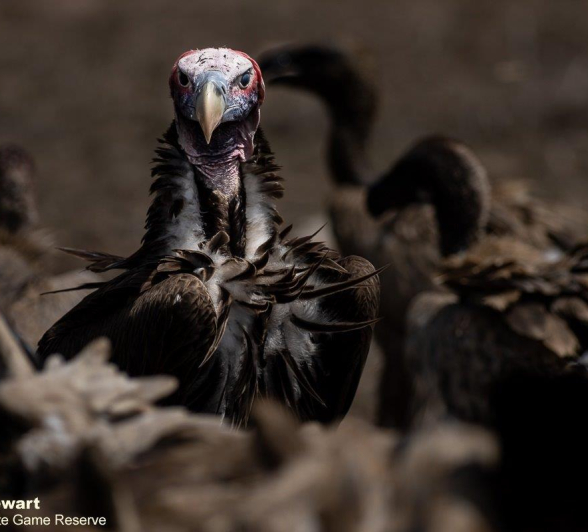 A08Graeme Stewart Lappet Face Vulture 061121 Final A08Graeme Stewart Lappet Face Vulture 061121 Final