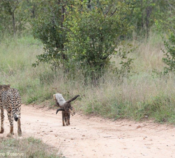 A05Jason Street Cheetah 270522 Landscape Social 2 Final A05Jason Street Cheetah 270522 Landscape Social 2 Final