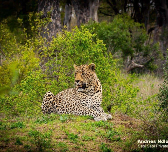 38andries Leopard.nweti 171020 1 FINAL 38andries Leopard.nweti 171020 1 FINAL