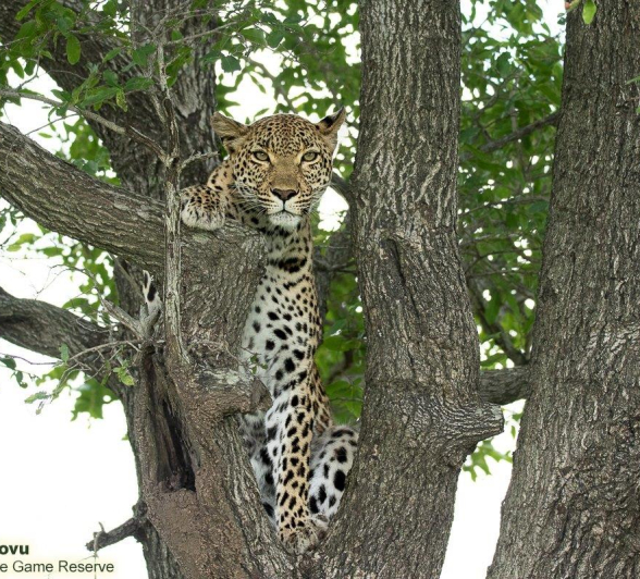 A11andries Leopard.kigelia 4 Final A11andries Leopard.kigelia 4 Final