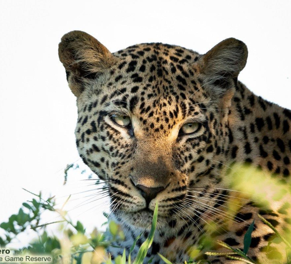 A35ronald Mutero Tengile Female 09012023 Final