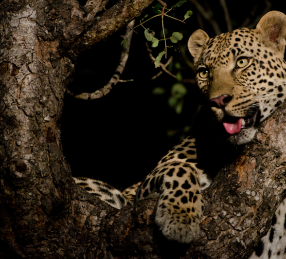 Leopard Fight 5 Leopard Fight 5