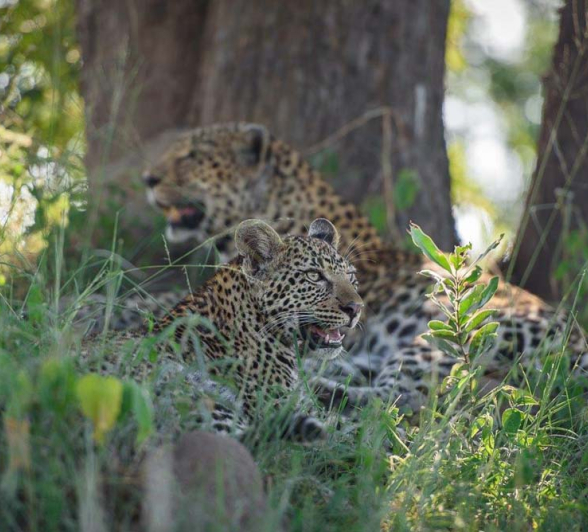 Mike Palmer Nottins Cub 2 Mike Palmer Nottins Cub 2