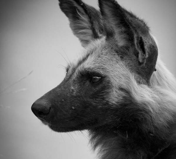 Lance Wilddogs 4 Lance Wilddogs 4