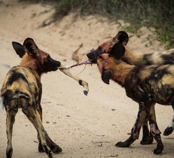 05Kosie Lategan Dog6 1