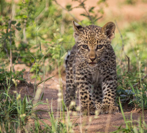 03Franscois Rosslee Lbcman2