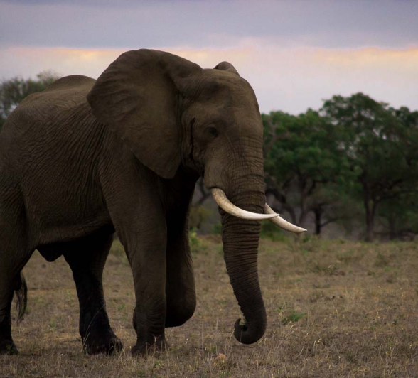 07Sheldon Hooper Big Bull 4