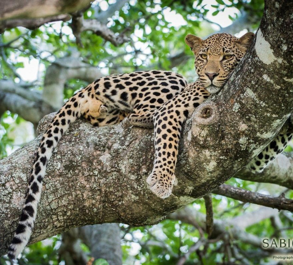 29Terry Ennever White Dam Male 28317 4 Final 29Terry Ennever White Dam Male 28317 4 Final