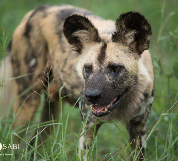 47Terry Ennever WD 25218 Final