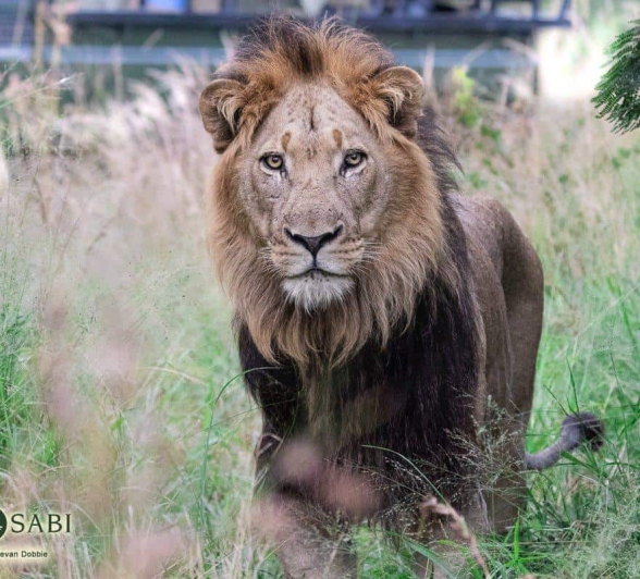 14Kevan Dobbie Unknown Male Lions 220419 Final 14Kevan Dobbie Unknown Male Lions 220419 Final