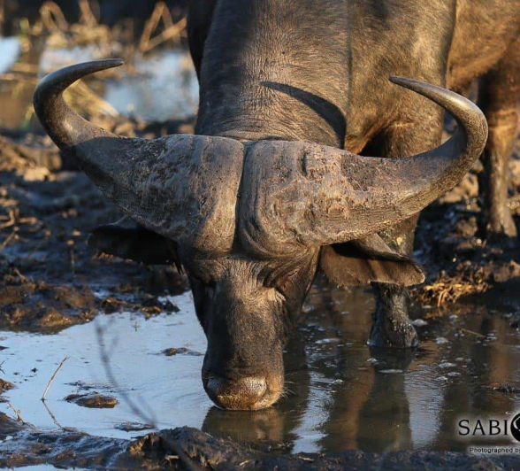 41Tyron Van Der Walt Buffalo 21072019 Final 41Tyron Van Der Walt Buffalo 21072019 Final