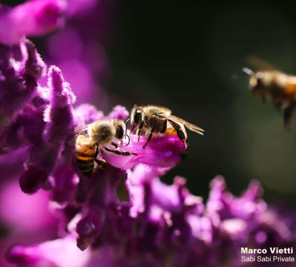 05Marco Vietti Bee 280220 Final