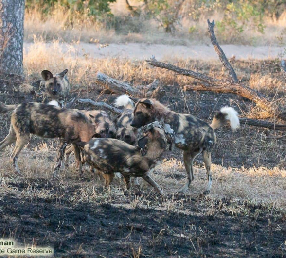 19Greg Heasman Wild Dogs 04062020 Final