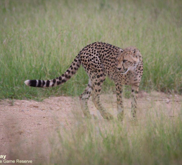 11Louise Murray Cheetah 01022021 Final 11Louise Murray Cheetah 01022021 Final