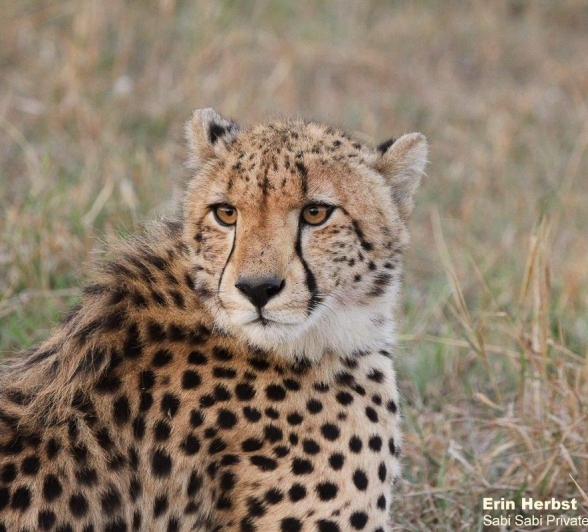 33Erin Herbst Cheetah 1 090521 Final