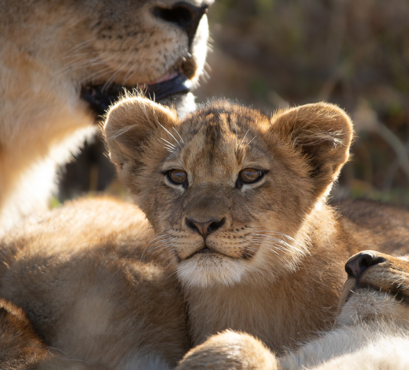 Sabi Sabi Newsletter Oct 2021 Tyron Van Der Walt Lion Cubs