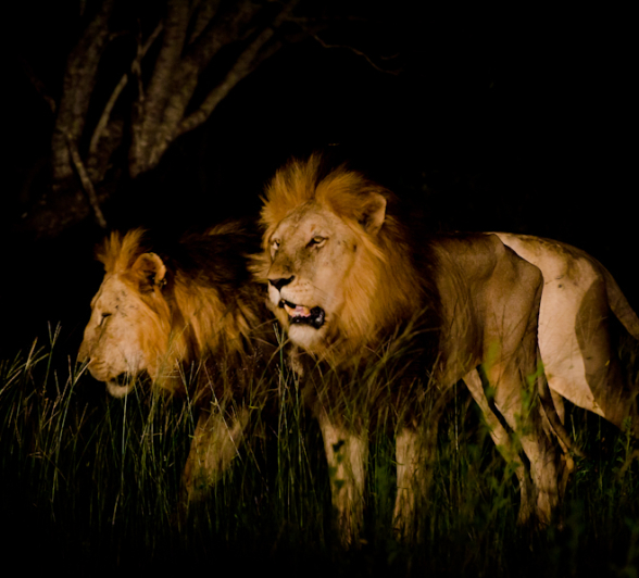 Kruger Males 3