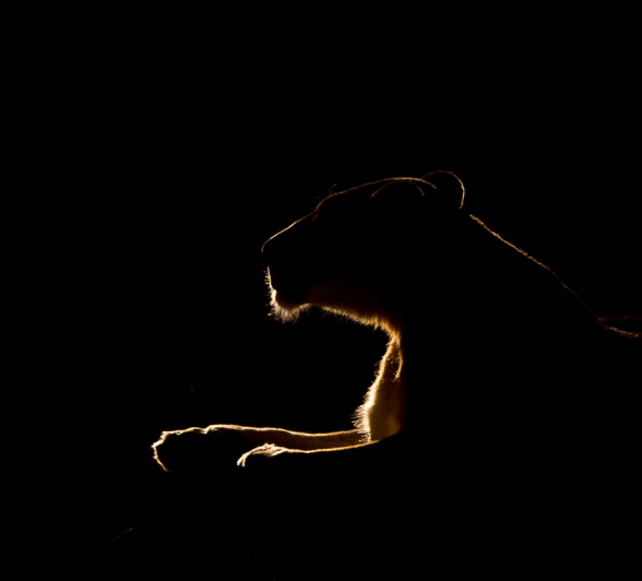 Lioness Silhouette Lioness Silhouette