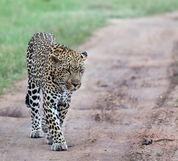 Leopards Mating 4 Leopards Mating 4