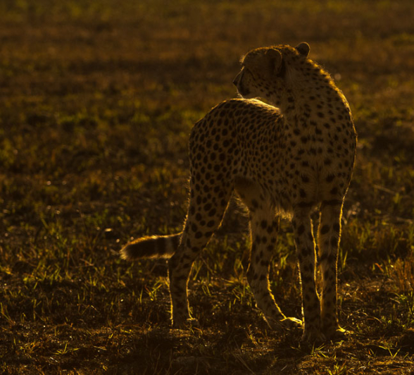 Cheetah 2 Cheetah 2