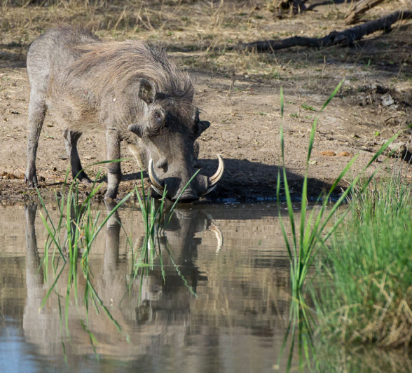 Warthog Warthog