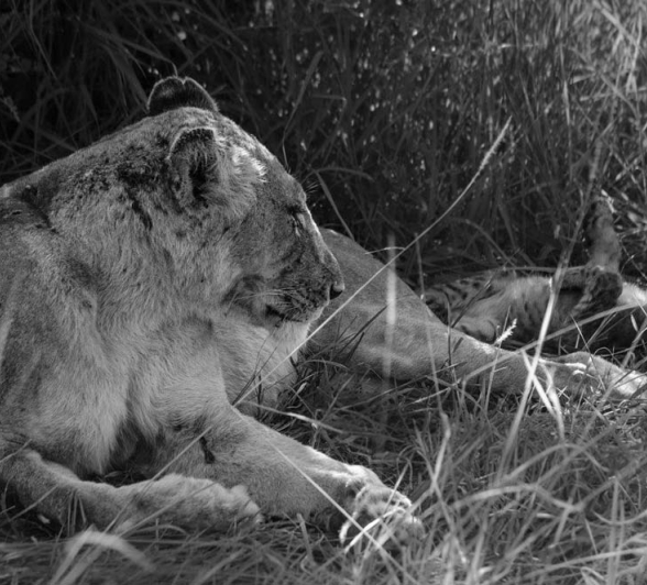 Steve WB SP2 Steve WB SP2