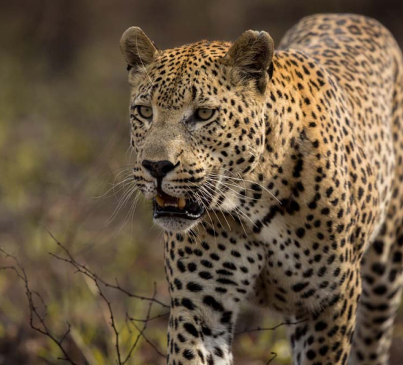 Pravir Patel Maxabeni 1 Pravir Patel Maxabeni 1