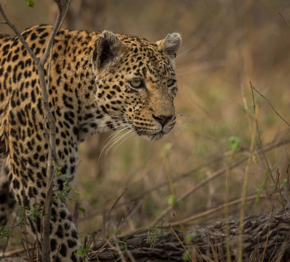 16Pravir Patel Leopard01 16Pravir Patel Leopard01
