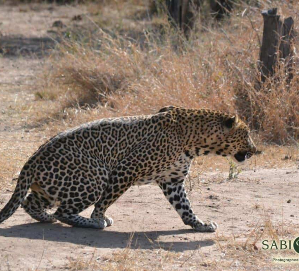 15Ronald Mutero Leopard 25072019 2 Final 15Ronald Mutero Leopard 25072019 2 Final