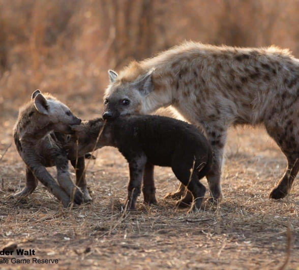 33Tyron Van Der Walt Hyena 21092019 Final 33Tyron Van Der Walt Hyena 21092019 Final