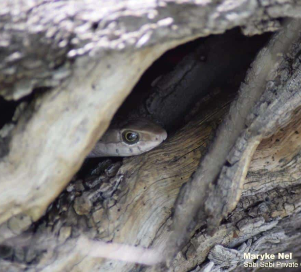 27Maryke Nel Female Boomslang 20122019 Final 27Maryke Nel Female Boomslang 20122019 Final