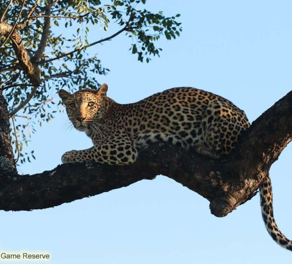 08Marco Vietti Kigelia 270220 Final