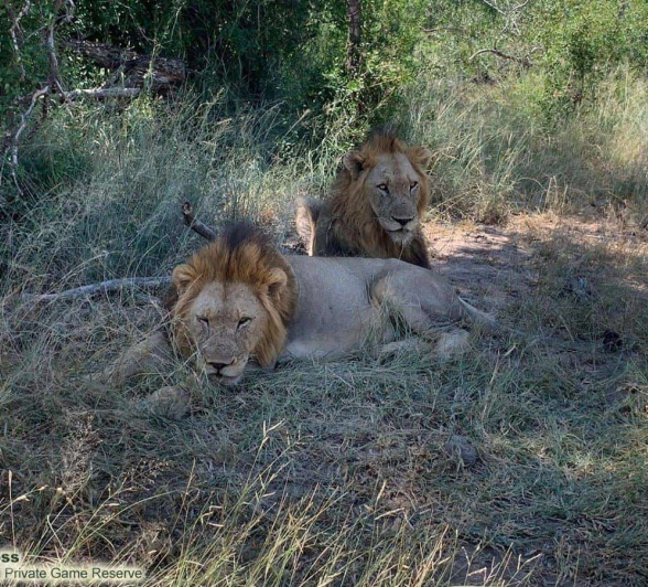 29Ally Ross 20200327 Avoca Males 04 Final 29Ally Ross 20200327 Avoca Males 04 Final