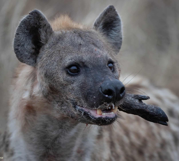 25Tyron Van Der Walt Hyena HR 270820 FINAL